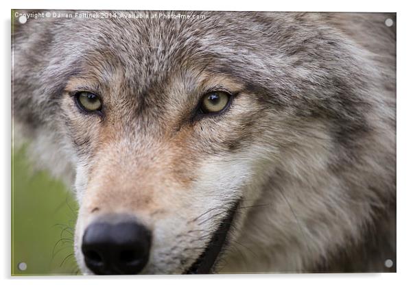 Wolf eyes Acrylic by Darren Foltinek