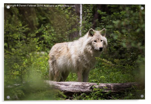 Dave the Wolf in the forest Acrylic by Darren Foltinek