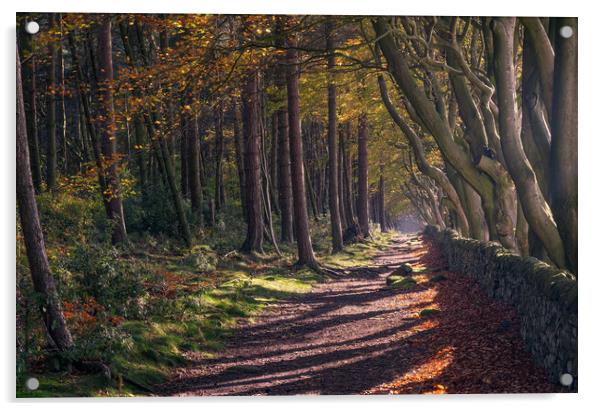 woodland walk Acrylic by Jason Thompson