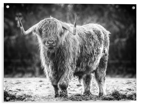 highland cow Acrylic by Jason Thompson
