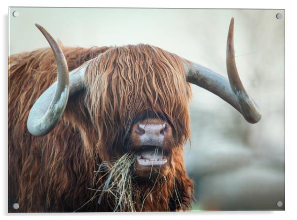 highland cow Acrylic by Jason Thompson