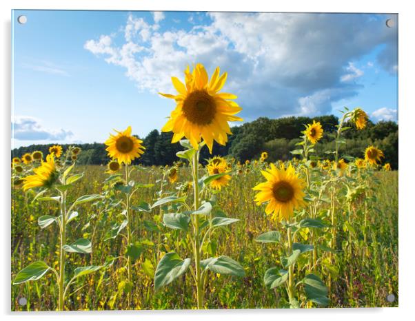 Sunflowers Acrylic by Jason Thompson