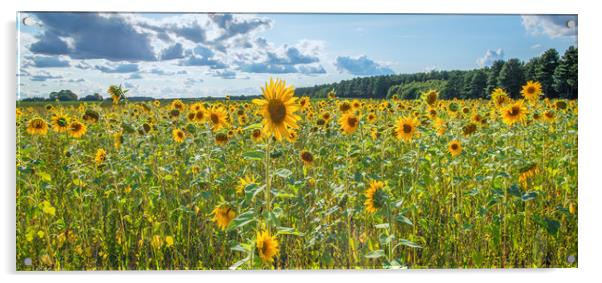 sunflower panoramic  Acrylic by Jason Thompson