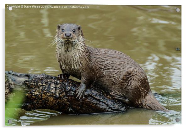  Wild Otter Acrylic by Dave Webb