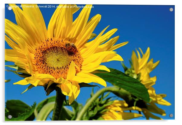  Sunflowers Acrylic by Claudia  Schmidt