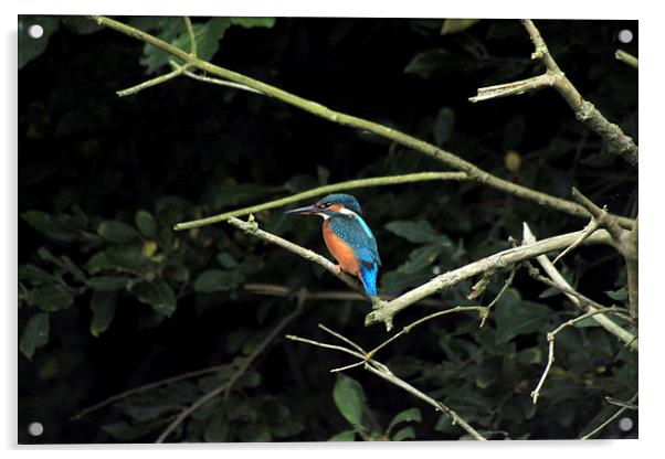  Kingfisher watching out for dinner Acrylic by Darryl Hopkins