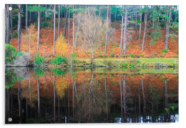  Autumn reflections Acrylic by Ross Lawford