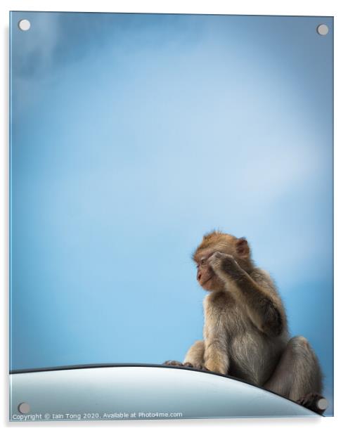 Bored Monkey Acrylic by Iain Tong