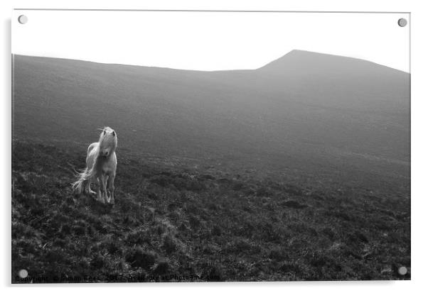 A Wild Pony In The Brecon Beacons  Acrylic by Simon Rees