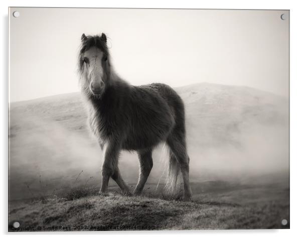 Wild Pony Portrait Acrylic by Simon Rees