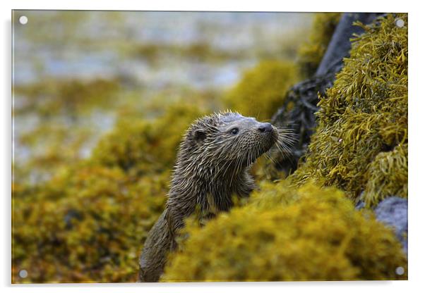  Otter portrait Acrylic by Chris Griffin