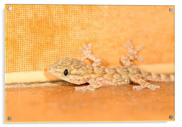  Moorish Gecko portrait Acrylic by Chris Griffin