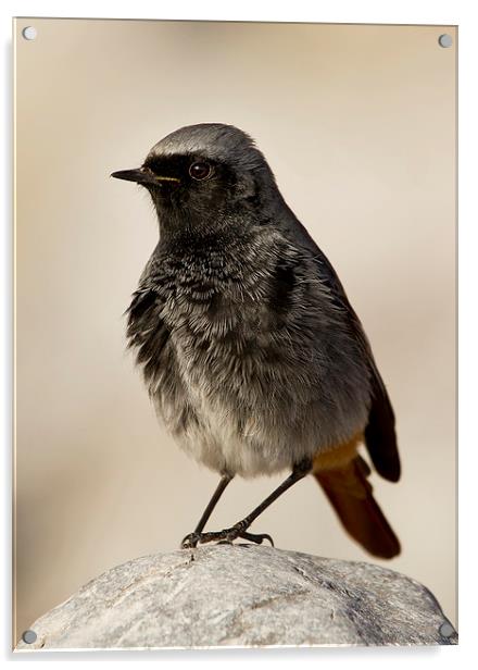  Black Redstart Acrylic by Chris Griffin