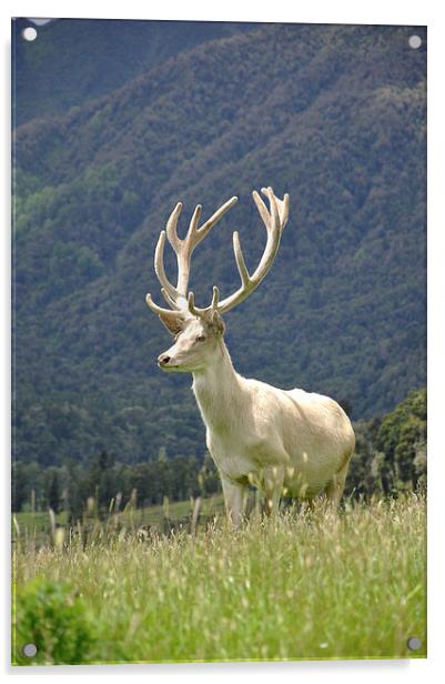 white stag in velvet Acrylic by Peter Righteous