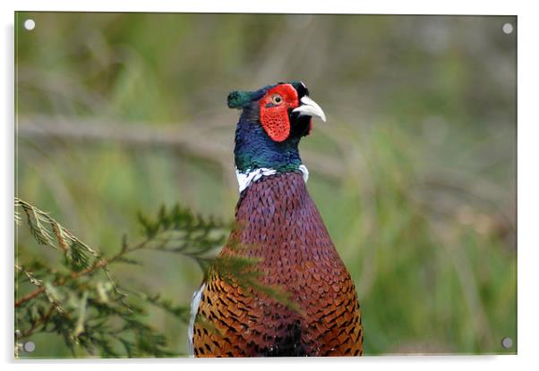 ring-necked pheasant Acrylic by Peter Righteous