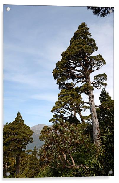 New Zealand Cedar Acrylic by Peter Righteous