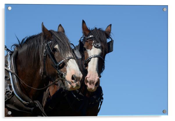 Clydesdales ready to go Acrylic by Peter Righteous