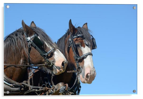 Clydesdales ready to go Acrylic by Peter Righteous