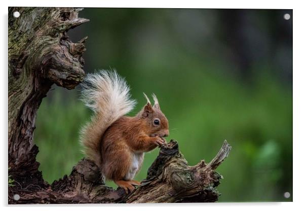 Squirrel Perch Acrylic by Alan Sinclair