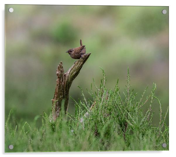 Wren Acrylic by Alan Sinclair