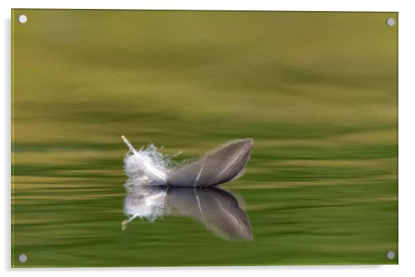 Feather  Acrylic by Alan Sinclair
