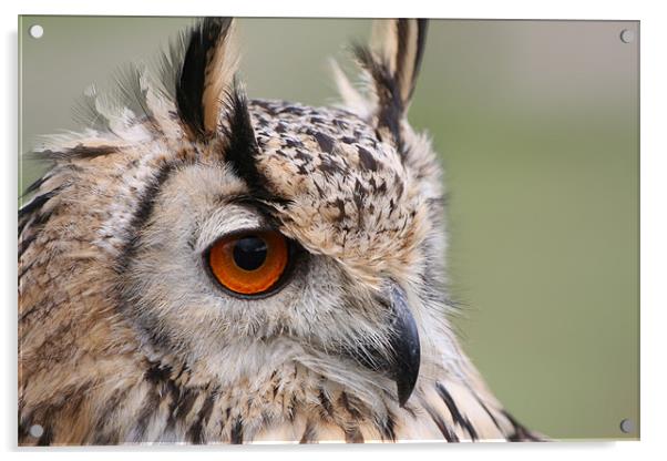 European Eagle Owl Acrylic by Christopher Grant