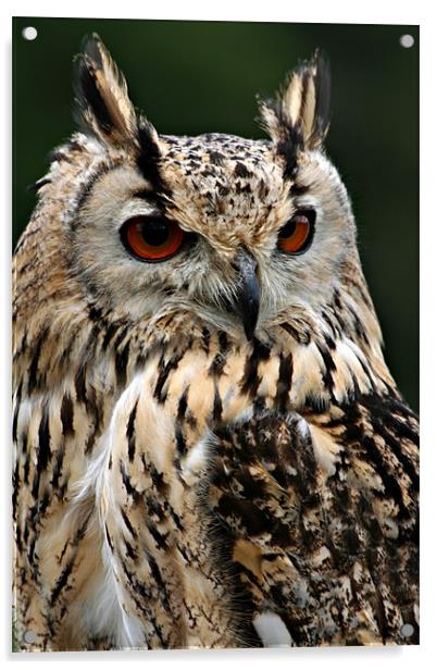 European Eagle Owl Acrylic by Christopher Grant