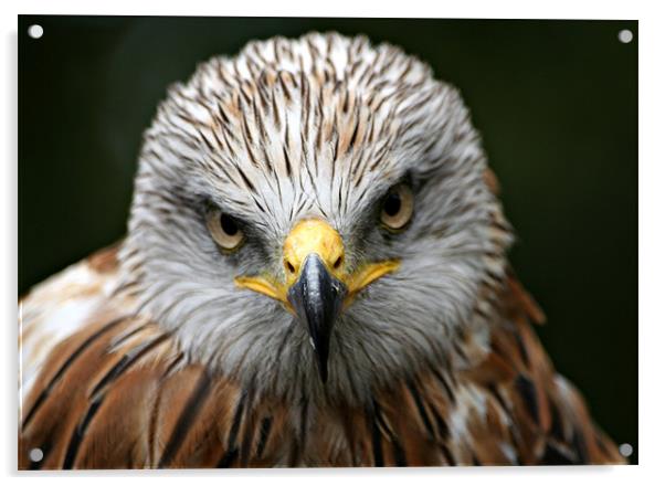 Red Kite (Milvus milvus) Acrylic by Christopher Grant