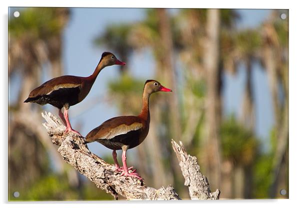 Black-bellied Whistling-duck(Dendrocygna autumnal) Acrylic by Christopher Grant