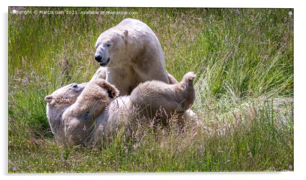 Playful polar bears Acrylic by Marcia Reay