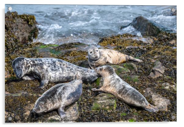 Grey Seals resting on the rocks Acrylic by Marcia Reay