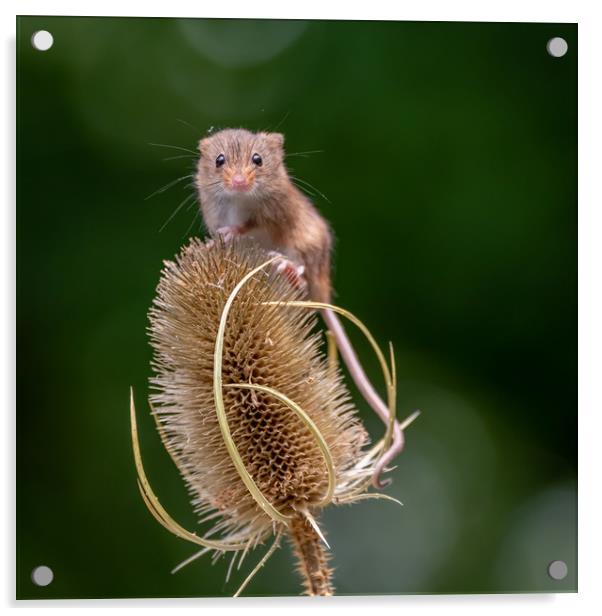 Harvest Mouse on Teasel Acrylic by Marcia Reay
