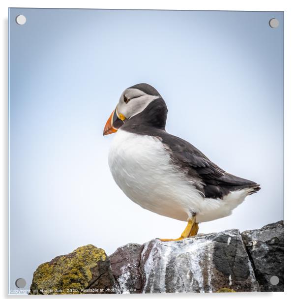 Puffin Lookout Acrylic by Marcia Reay