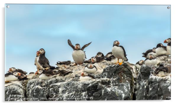 North Atlantic Puffins Acrylic by Marcia Reay