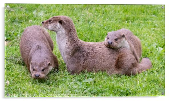 Otter family Acrylic by Marcia Reay