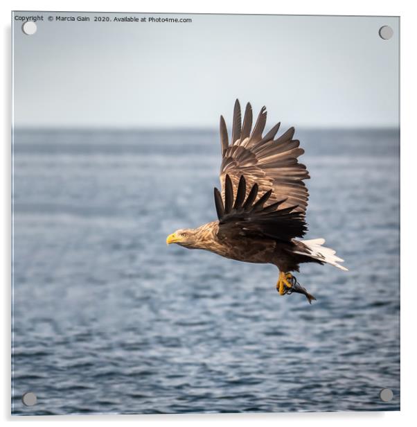 White tailed sea eagle Acrylic by Marcia Reay