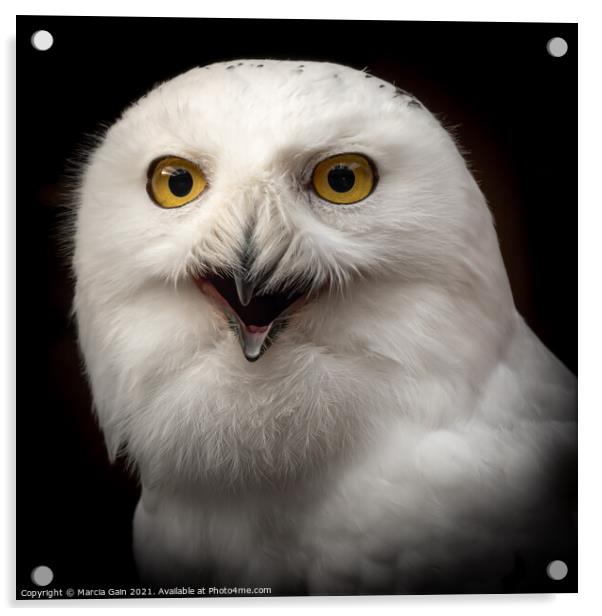 Snowy Owl Portrait Acrylic by Marcia Reay