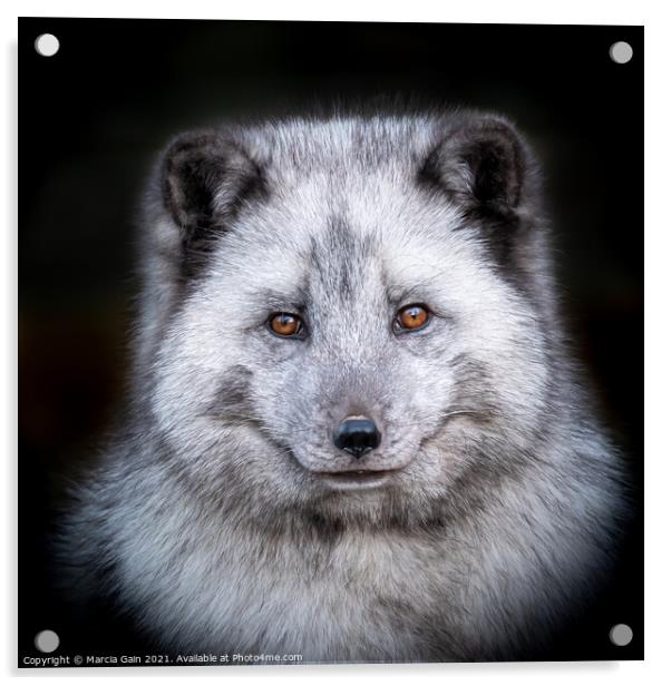 Arctic Fox Profile Acrylic by Marcia Reay
