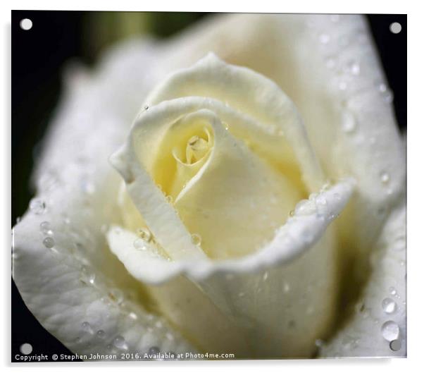 White Rose Acrylic by Stephen Johnson