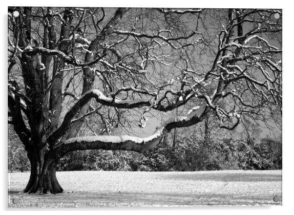 Snow on the tree Acrylic by Stephen Johnson