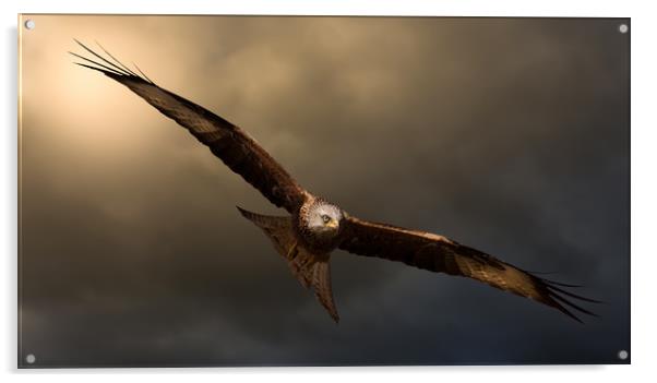  Red Kite Acrylic by Chris Jones