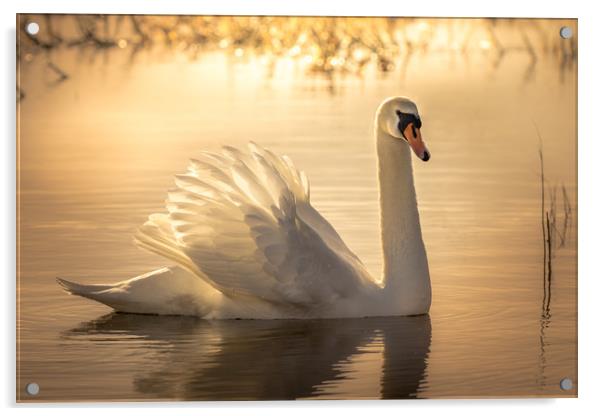 Swan Sunrise Acrylic by Chris Jones