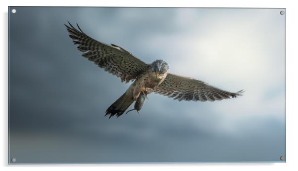 Kestrel with prey Acrylic by Chris Jones