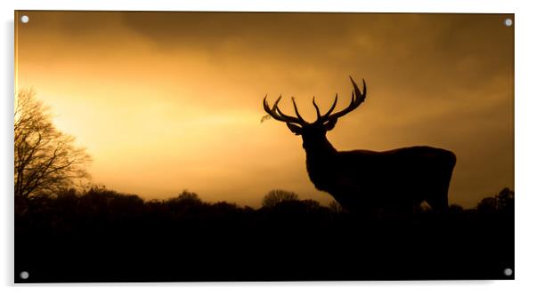 Wild Welsh mountain Stag  Acrylic by Chris Jones