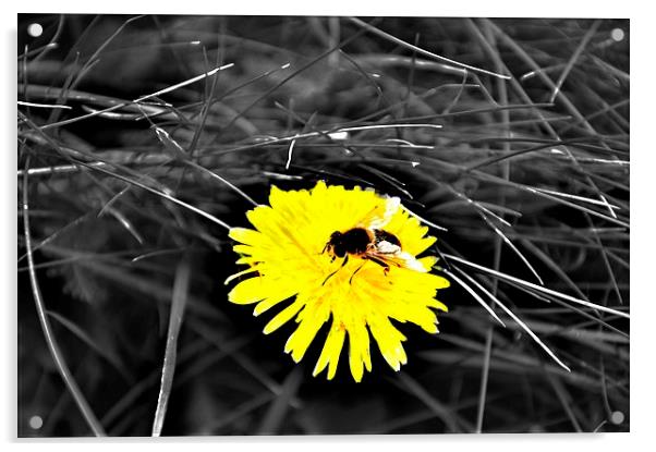  Bee on a Flower Acrylic by Christian Corbett