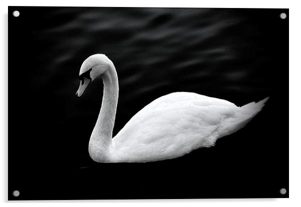  The Swan Acrylic by Christian Corbett