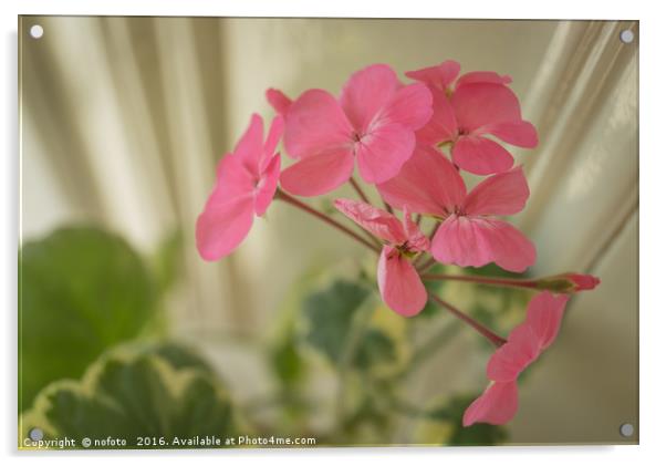 Pink Geranium Acrylic by nofoto 