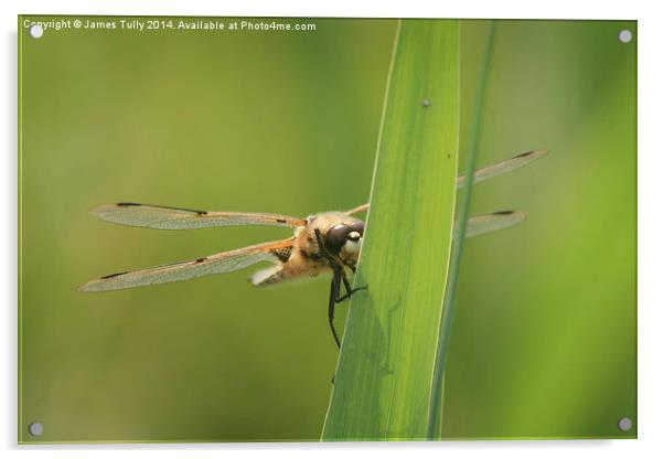  At rest, this four spotted dragonfly rests his wi Acrylic by James Tully