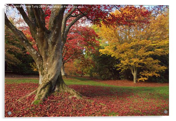  The stunning color of the fall in full bloom Acrylic by James Tully