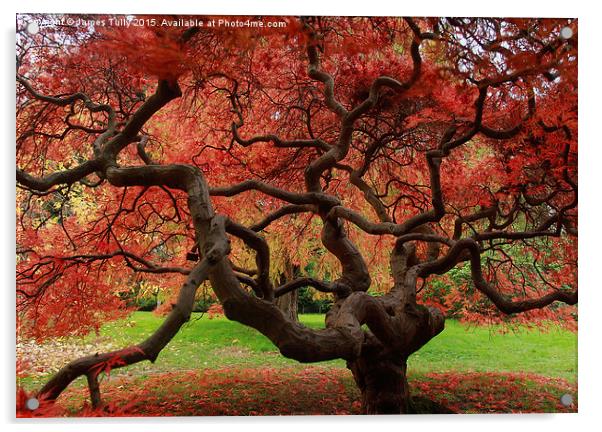  Amazing acer Acrylic by James Tully